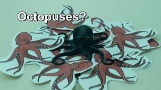The Mistaken Nomenclature of Octopus