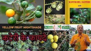 कटेरी के फायदे Kateri Plant Yellow-fruit nightshadeભોરીંગણીDR HITESH JANIDr green Ayurvedic