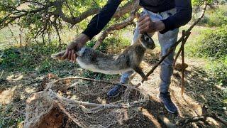 تطوير فخ الميزان لصيد الأرانب على المباشر. Rabbit hunting