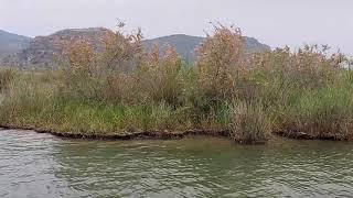 Muğla Dalyanda Bir Gün