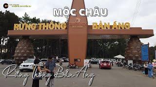 Tham Quan Rừng Thông Bản Áng - Mộc Châu - Sơn La