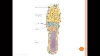 Small& large intestine