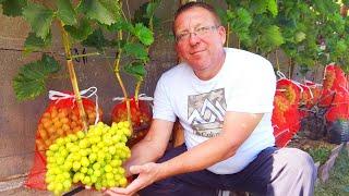 Better Than Expected. Grapes in the Minsk Region.