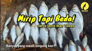 JENIS-JENIS IKAN TAWES  FAKTA UNIK IKAN TAWES