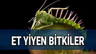 Et Yiyen Bitkiler Hakkında İlginç Bilgiler