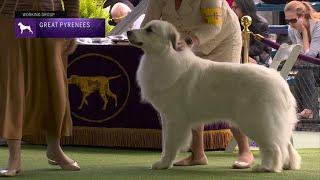 Great Pyrenees  Breed Judging 2023