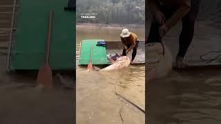 Thats a real catch Angler struggles to haul 297-pound fish into boat #Shorts