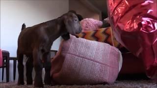 Baby Goat has a thing for balloons --------- 