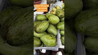 Giant Mangoes in San Fernando La Union #farming #mangoes