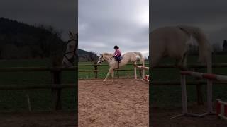 Put the jump bigger #equestrian #horseriding #horse #rider #showjumper #stallion #horses