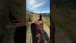 Mieser Ohrwurm ‍​​ #equestrian #horses #royalhorsemen