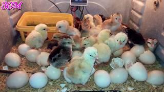 Best Chicken Incubator Saving Money with Homemade Chicken Incubators - Easy DIY Ideas