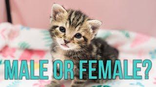 Male or Female? How to Tell the Sex of a Kitten