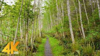 4K Spring Walk through Vancouver Island Canada - Virtual Forest Walk Accompanied by Birds Songs