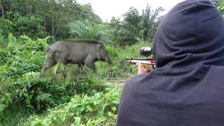 berburu babi hutan super banyak babi hutan super berlinpah super besar babi hutan nya.