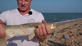 АЗОВСКОЕ МОРЕ РЫБАЛКА КРУПНЫЙ ПЕЛЕНГАС