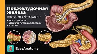 Поджелудочная железа Анатомия & Физиология  Пищеварительная система  Easy Anatomy