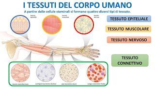 I TESSUTI DEL CORPO UMANO