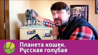 Русская голубая. Планета кошек  Живая Планета