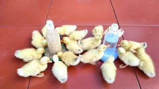 The process of ducklings being born in a styrofoam box - Amazing