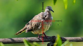 Pesting airgun hunting bird-Air Rifle Hunting 2023