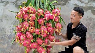 How I grow dragon fruit using tires no need for a garden but too many fruits