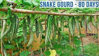 So surprised to know that growing snake gourd is so easy  Crispy and delicious fruit