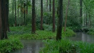 The beautiful forest is raining163  sleep relax meditate study work ASMR