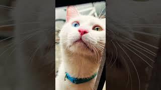 HELIXBOY️#cat #khaomanee #shorts #music #akon #blue #youtube