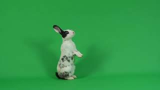 Rabbit is standing on green screen background. #greenscreen #rabbit #animals