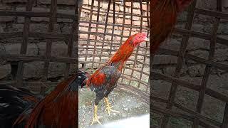 JAUHKAN AYAM YANG LEBIH TUA UNTUK AYAM MUDA#short video #ayam #peternak #rooster