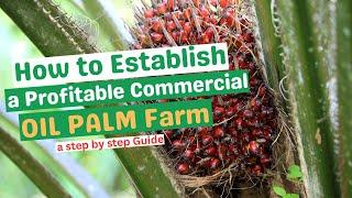 ESTABLISHING A PROFITABLE COMMERCIAL OIL PALM FARM a step-by-step guideland preparation to harvest