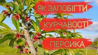 Обработка персика після цвітіння.Захист персиків від курчавості листя.