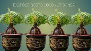 Exspose akar bonsai kelapa  exspose  roots coconut bonsai