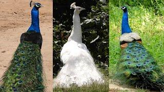 The Worlds most beautiful bird peacock sound 4k More call open feathers nonstop 214 peacock dance