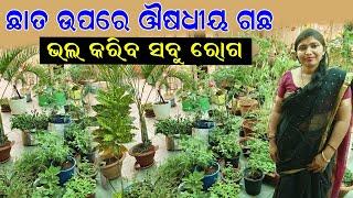 ଛାତ ଉପରେ ଔଷଧୀୟ ଗଛ  How to grow medicinal plants on the Rooftop. @EfarmingOdisha