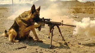 Kisi bhi TANK ko Uda sakta hai Ye ARMY Dog  FilmMovie Explained in HindiUrdu  Movie Story