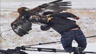 Top 7 Most Epic Eagle Attacks Wolf Bear... & Human