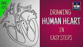 Easy way to draw human #heart Life processes  NCERT class 10  biology  science CBSE syllabus