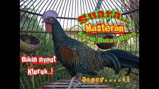 SUARA MASTERAN AYAM HUTAN JANTAN BERKOKOK GACOR  Ayam Hutan Hijau Gacor..‼️