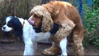 Mixed Dogs Mating