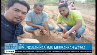 KEMUNCULAN HARIMAU MERESAHKAN WARGA