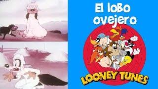 Lo Mejor de Looney Tunes en Español Latino  El lobo ovejero  Dibujos Animados Clásico HD