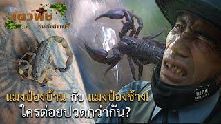 แมงป่องบ้าน กับ แมงป่องช้าง ใครต่อยปวดกว่ากัน? สัตว์พิษ EP.5