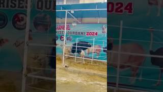 Ostrich bhi agaya  #foryourpage #qurbani2024