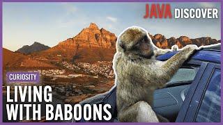 Living With Baboons The Town in South Africa Where Monkeys Rule  Dangerous Wildlife Documentary