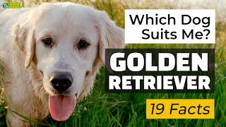 Is a Golden Retriever the Right Dog Breed for Me? 19 Facts About Golden Retrievers 