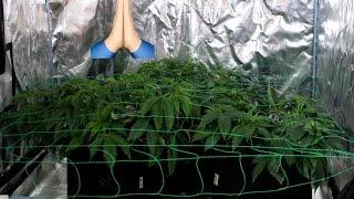 Daily Cannabis Grow Log - Jan 9  SCROG SET UP 