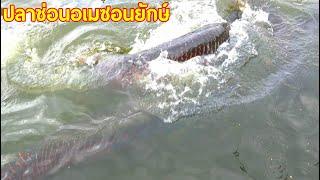 ปลาช่อนอเมซอนยักษ์ หรือปลาอะราไพม่า Arapaima