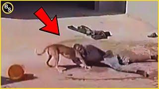 Thieves Disappointed When Encountering Dogs - Instant Karma